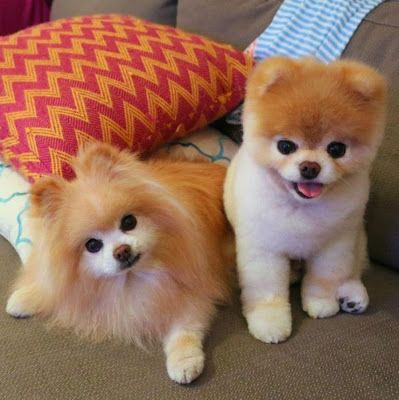 Boo et Buddy sont deux adorables spitz nains, qui ressemblent à deux peluches.