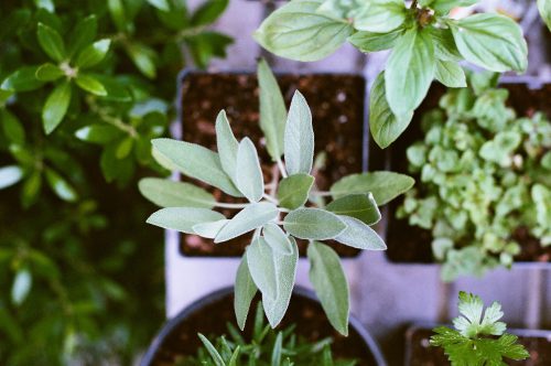 Des plantes aromatiques dans des pots vues d'en haut